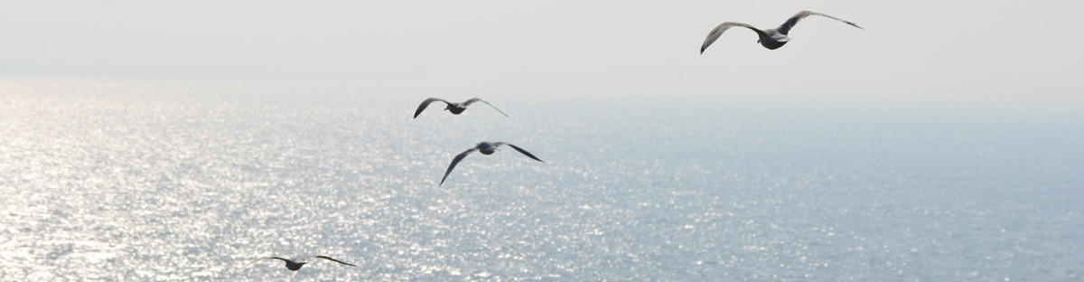 Möwen am Meer
